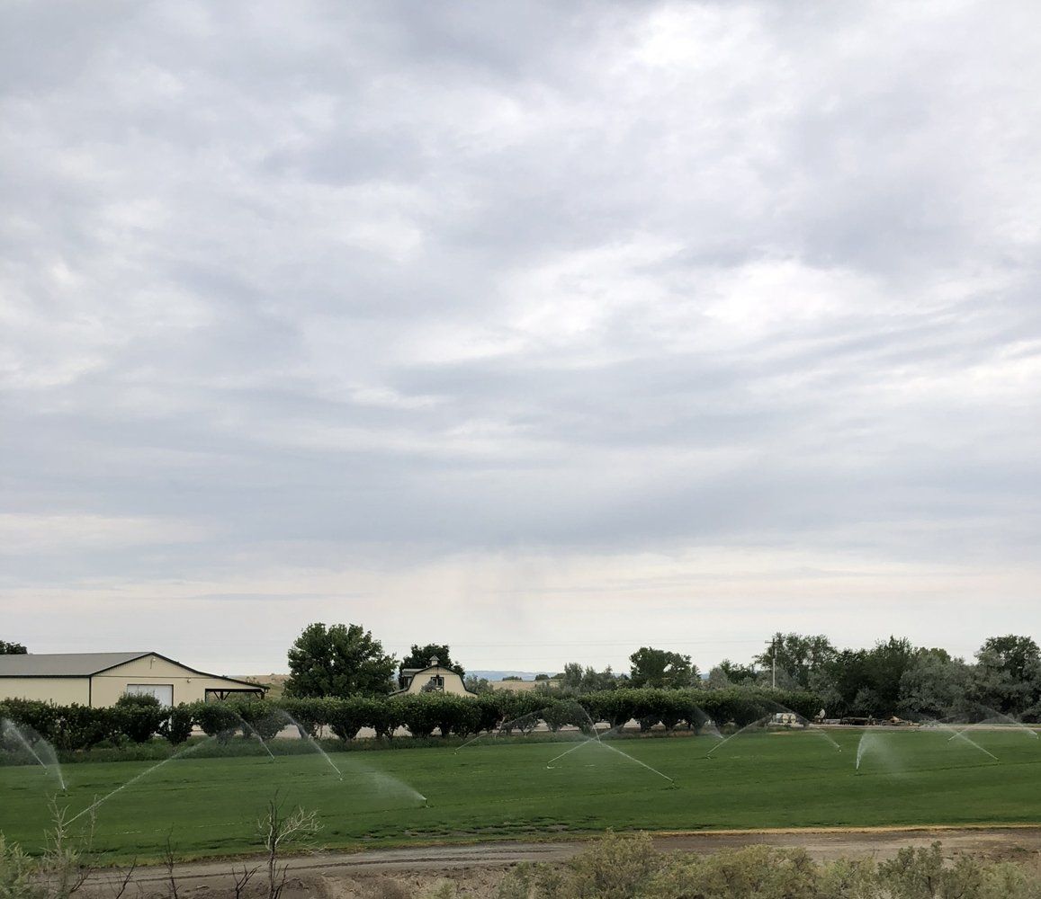 A sprinkler is spraying water on a lush green field.