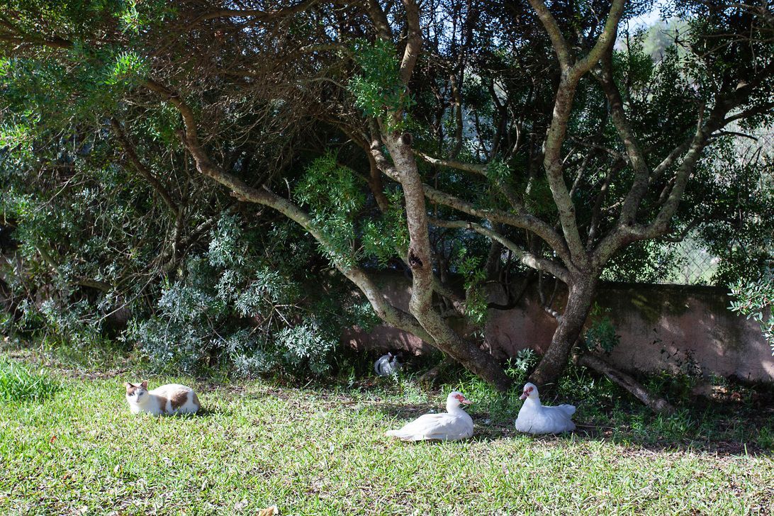 Tres patos están sentados bajo un árbol en la hierba.