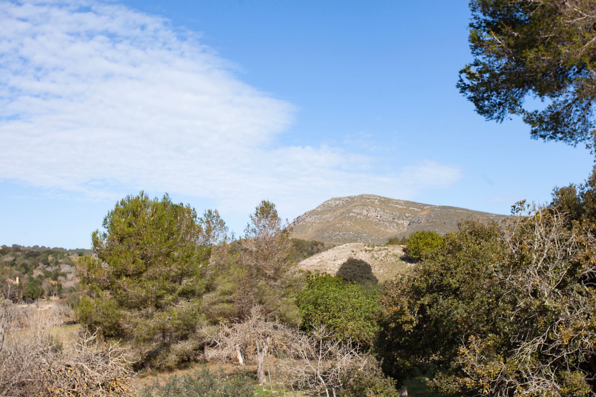 Eine Landschaft mit Bäumen und einem Berg im Hintergrund