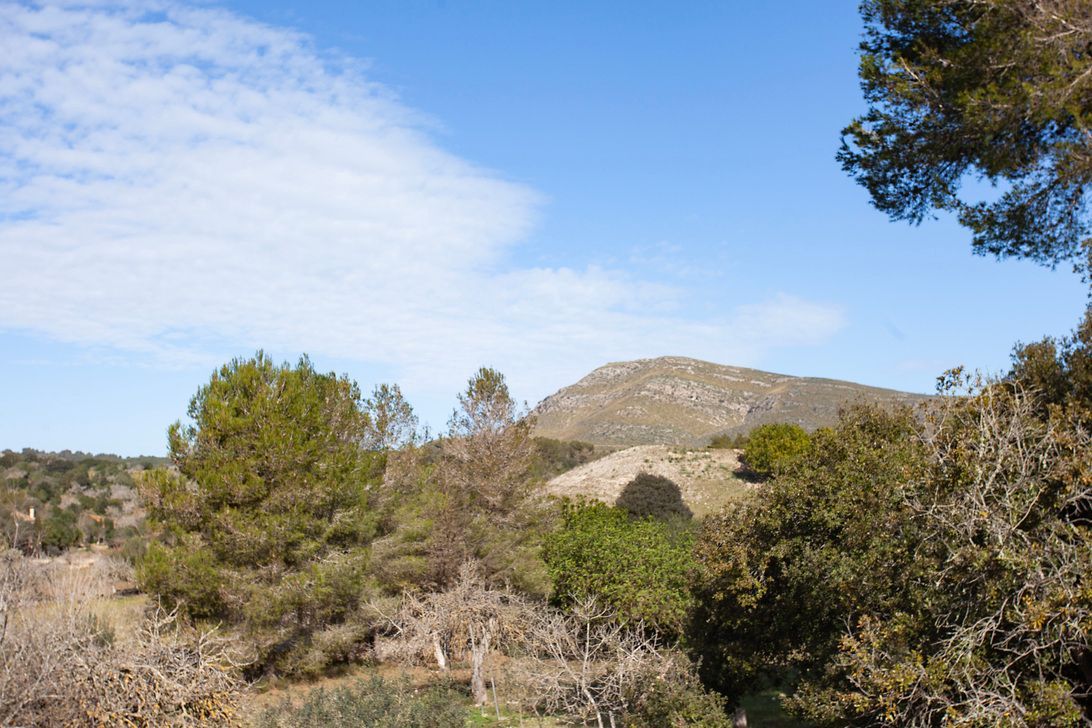 Ein mit Bäumen und Büschen bedeckter Berg mit einem blauen Himmel im Hintergrund.