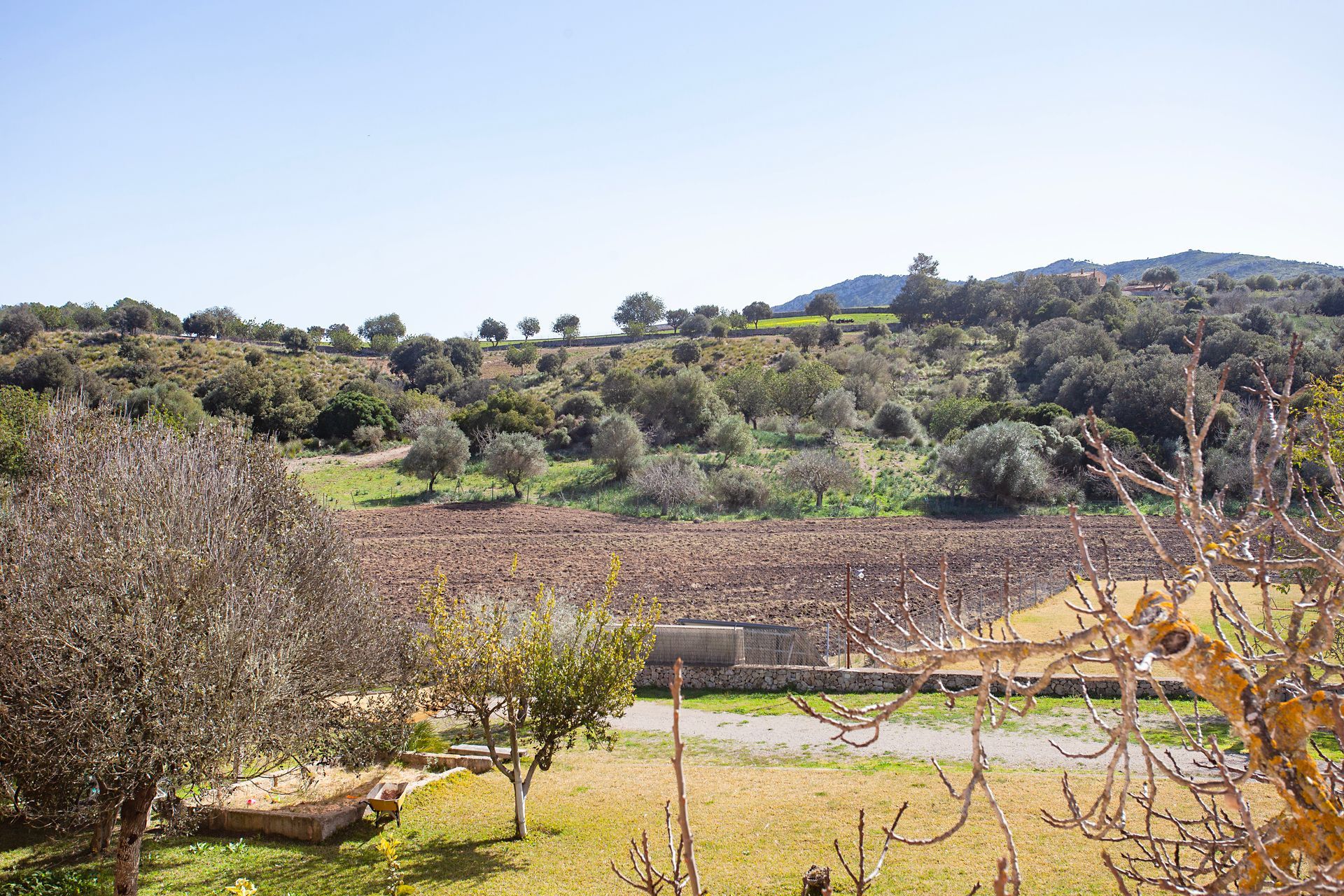 Ein Blick auf ein Feld mit Bäumen und Bergen im Hintergrund.