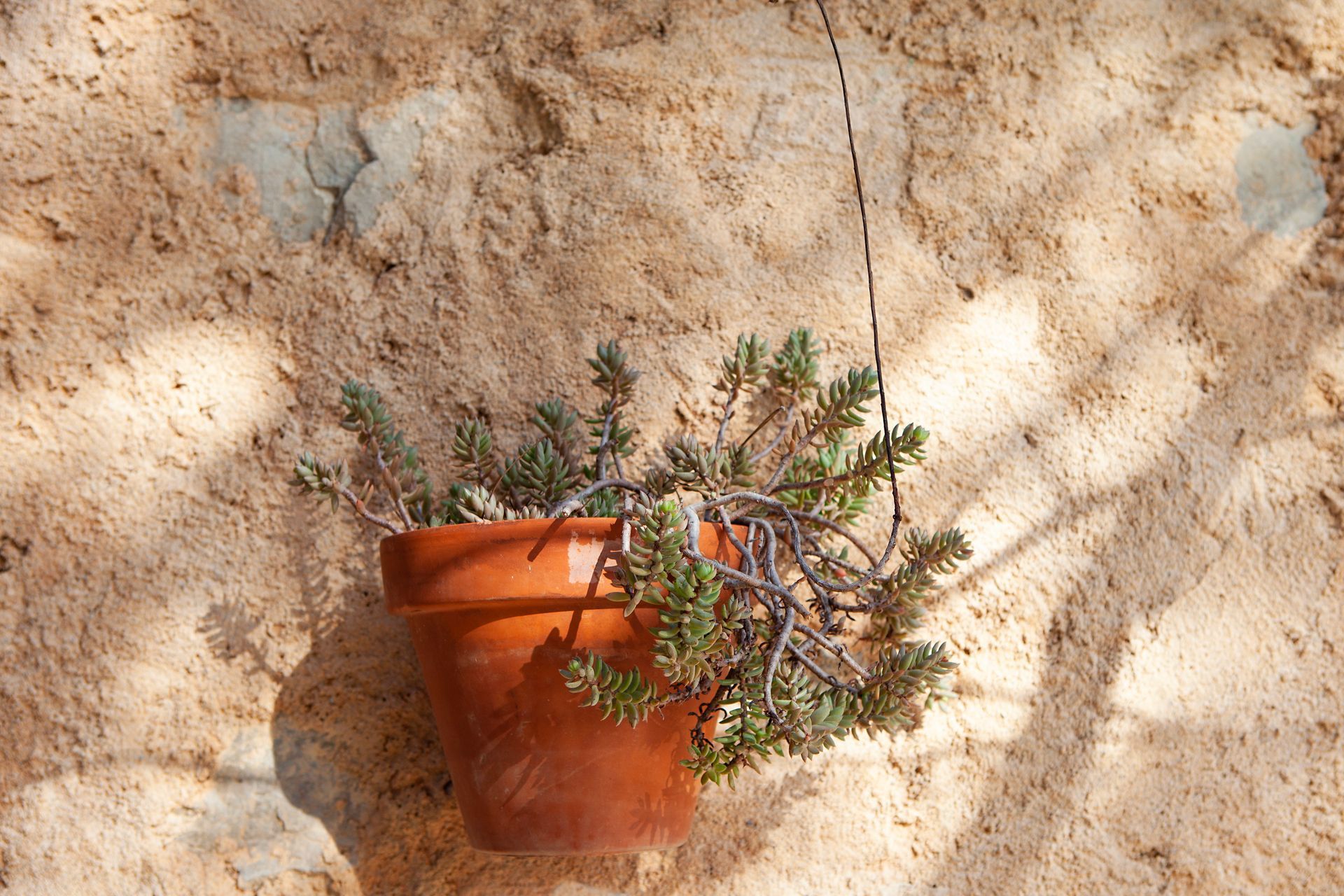 Eine Topfpflanze hängt an einem Seil an einer Wand