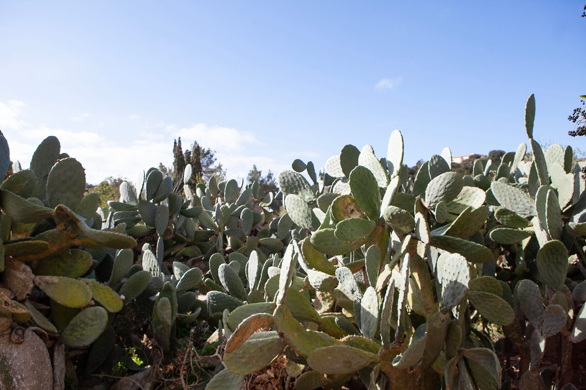 Un campo de plantas de cactus con un cielo azul de fondo.