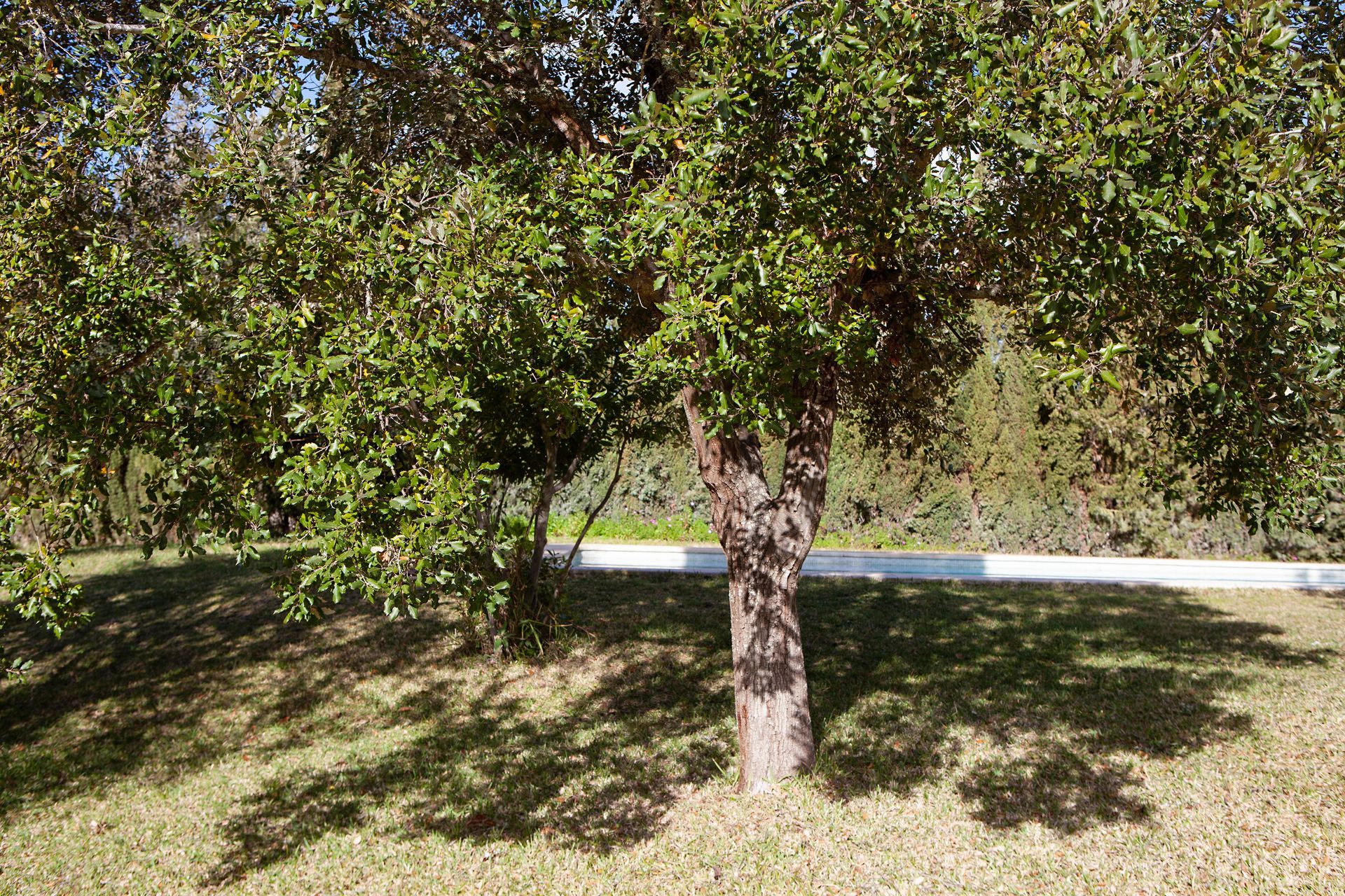 Un árbol con muchas hojas está en medio de un campo de hierba.