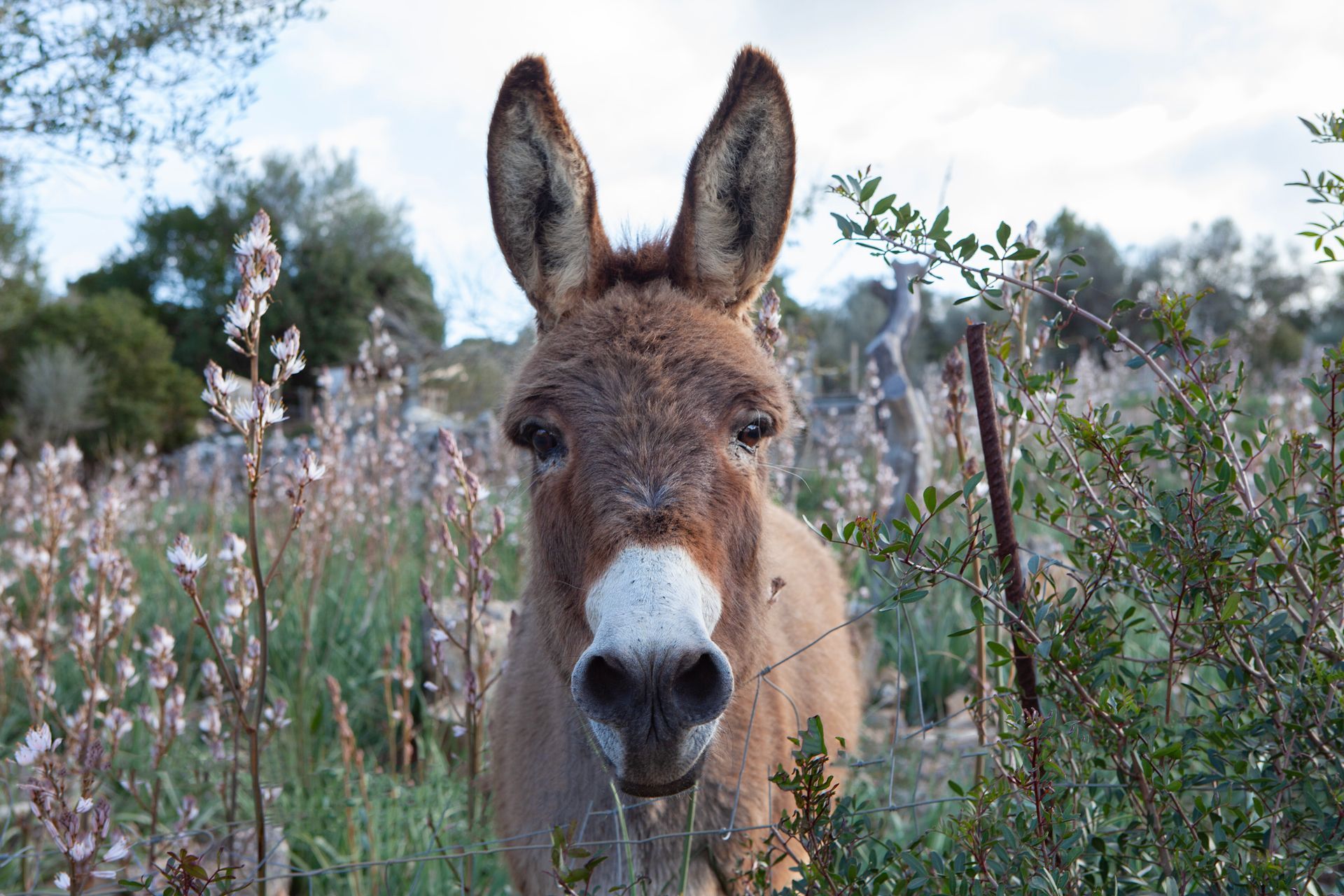 Un burro está parado en un campo de flores y mira a la cámara.