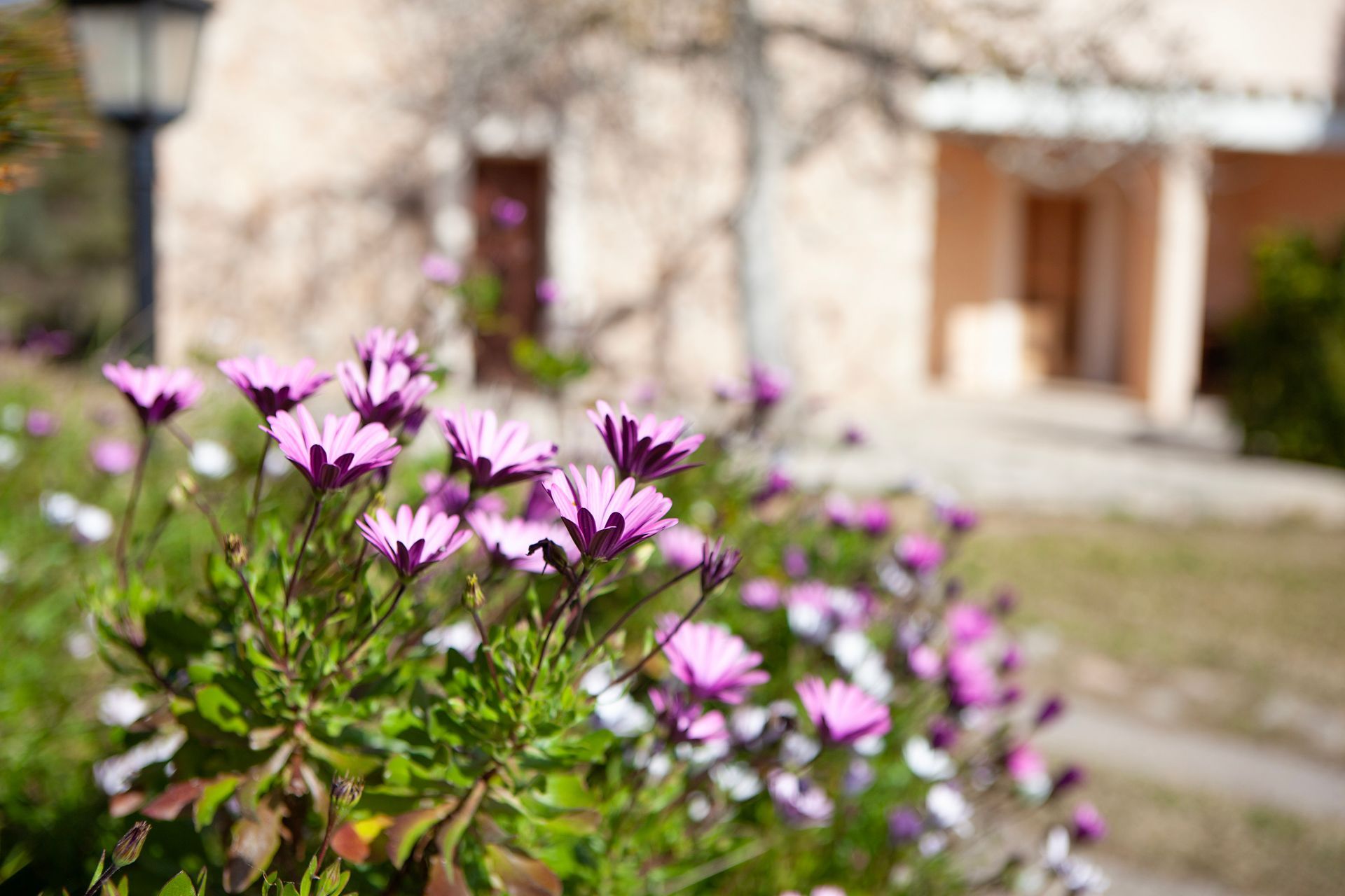 Hay flores violetas en primer plano y una casa al fondo.