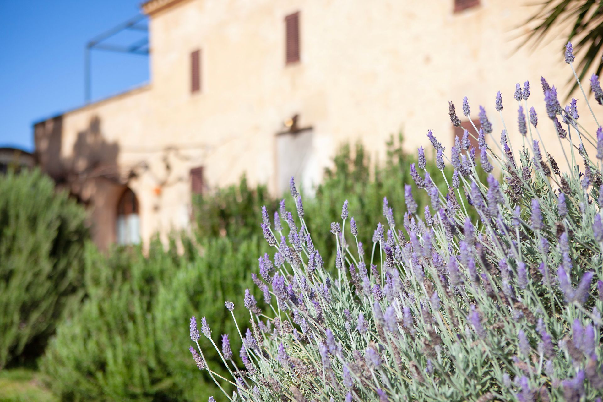 Un ramo de flores de color púrpura crece delante de un edificio.