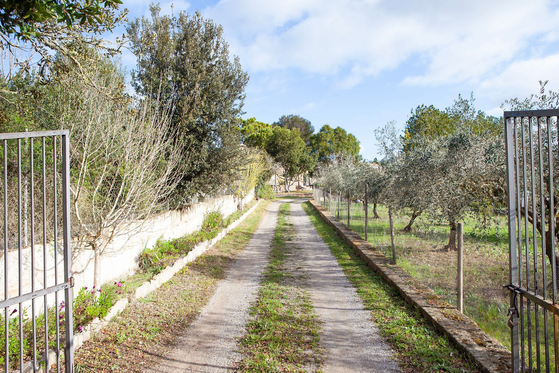 Eine Straße mit Bäumen auf beiden Seiten und einem Tor in der Mitte