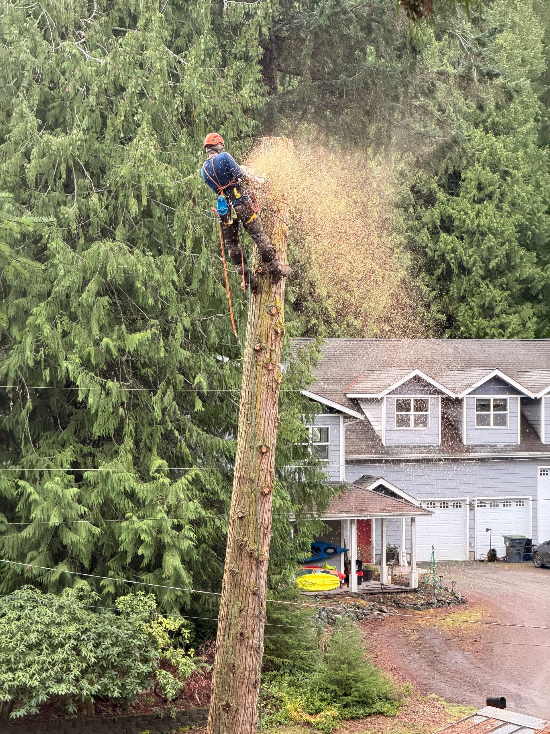 Arborist trimming a tall tree beside a house, with wood chips spraying down.