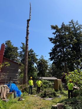 Workers trimming a tall dead tree beside a house on a sunny day