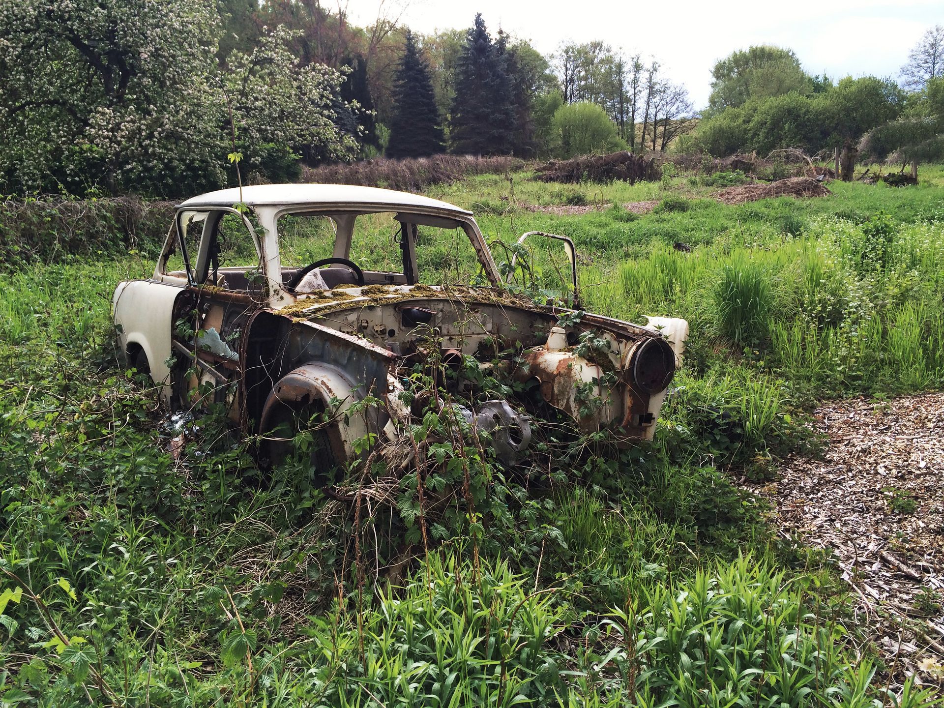 Rusty abandoned car covered in vines and weeds in a grassy field. Rusty abandoned car covered in vines and weeds in a grassy field.