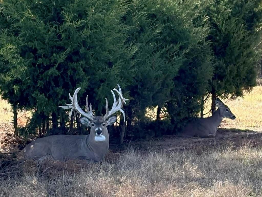White house with black trim, brick accents, and a garage on a sunny day.
