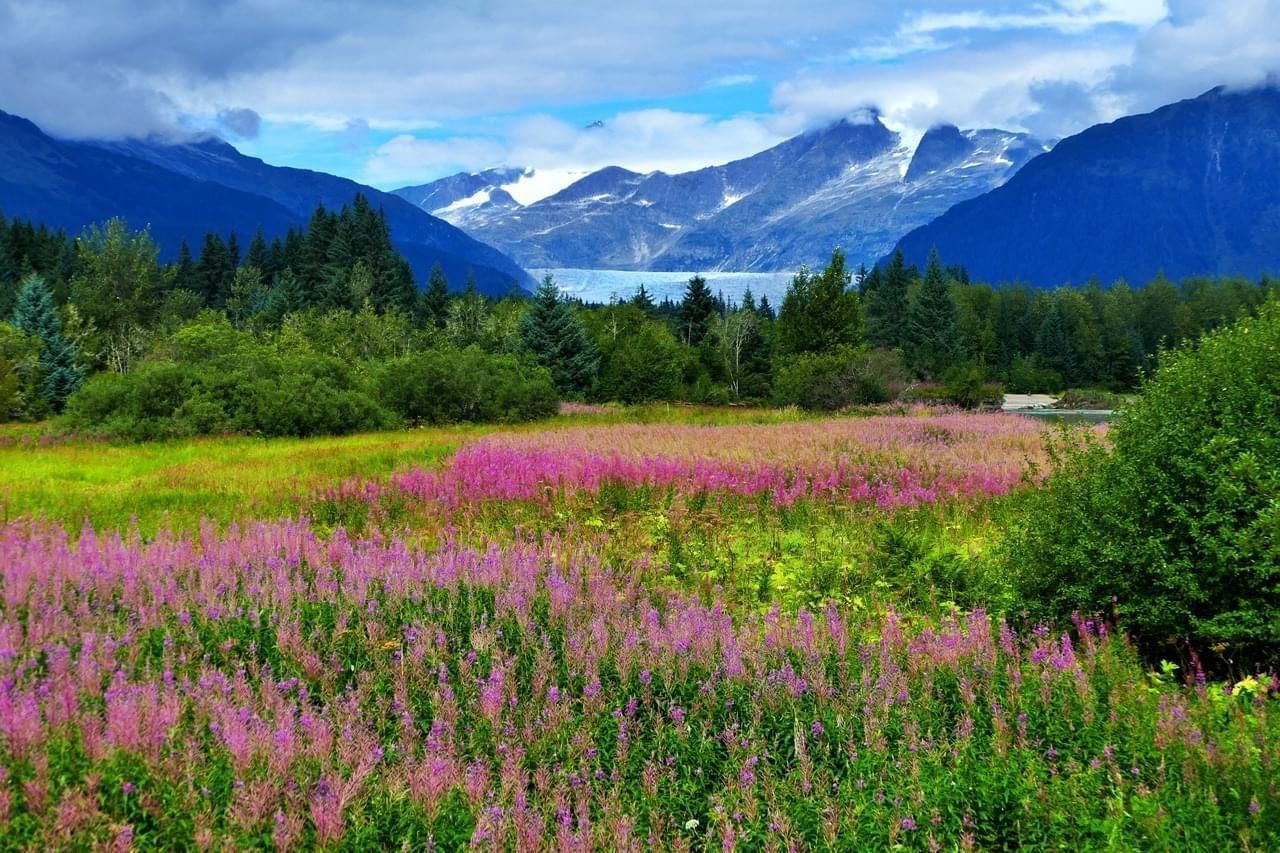 A field of pink flowers with mountains in the background in Juneau AK. Local Juneau Tour Guide Jeff Hoover