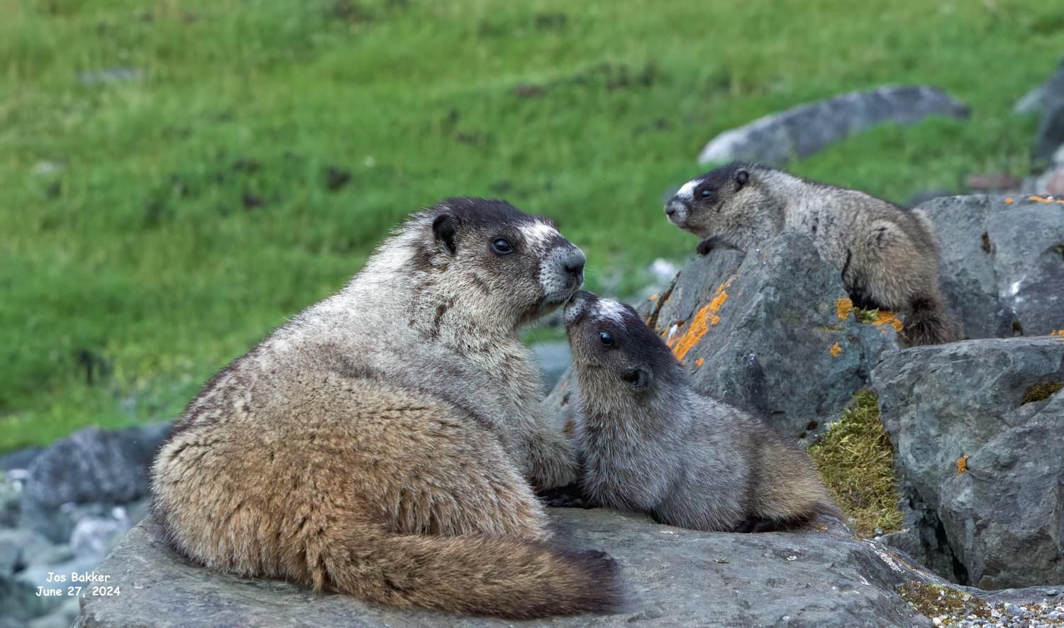 A group of ground squirrels sitting on top of a rock in Juneau AK. Local Juneau Tour Guide. Jeff Hoover