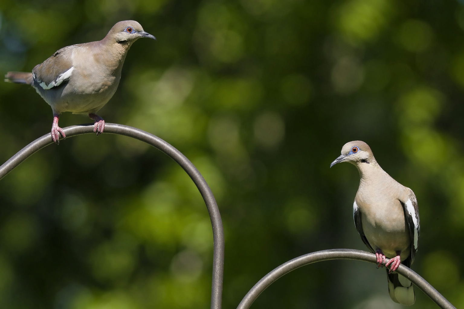 Due piccoli uccelli appollaiati su archi metallici curvi, contro uno sfondo verde sfocato.