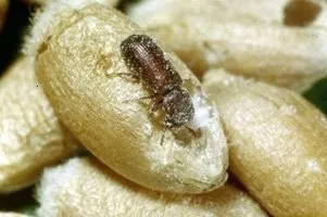 Protezione cereali 2