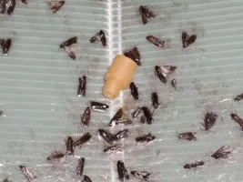 Protezione cereali 3