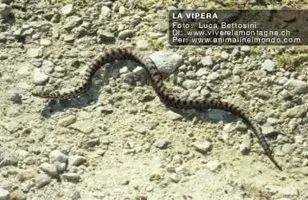 Serpente che striscia su un sentiero roccioso e sterrato