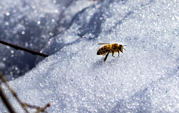Protecting Your Home and Health with Effective Winter Bug Control