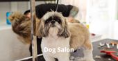 Dog Salon
