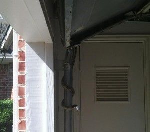 Snake climbing a garage door track near a door.