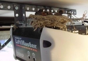 Bird's nest built on a LiftMaster garage door opener in a garage setting.