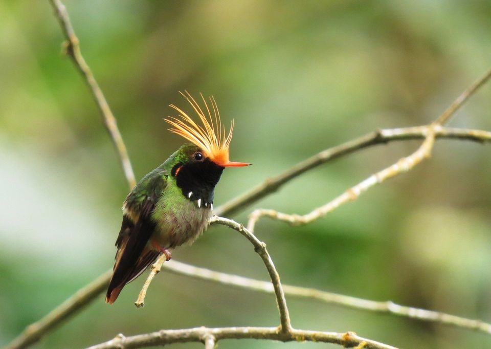 Tulsa Audubon Society