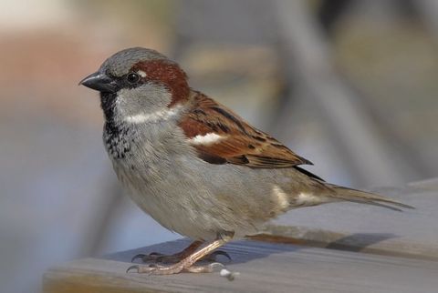 Prevention Strategies to Keep Sparrows and Starlings Away