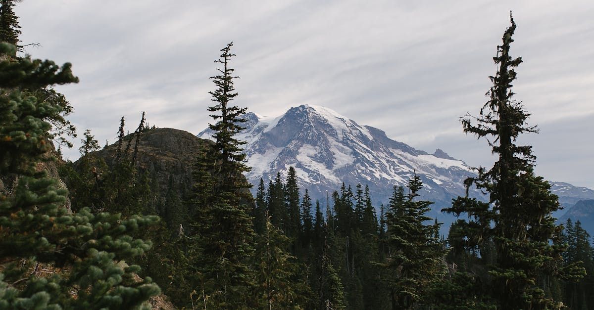 A picture of a snow capped mountain with a forest in the foreground.