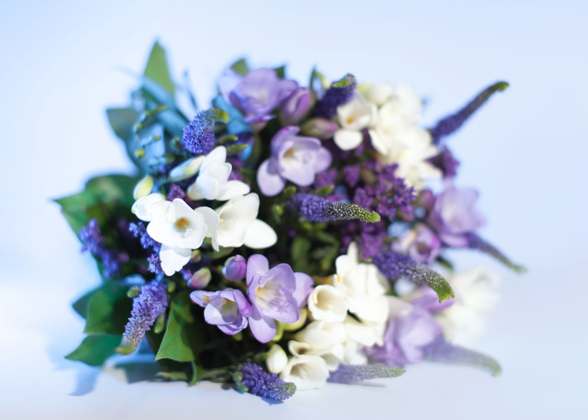 Un mazzo di fiori bianchi e viola su uno sfondo blu