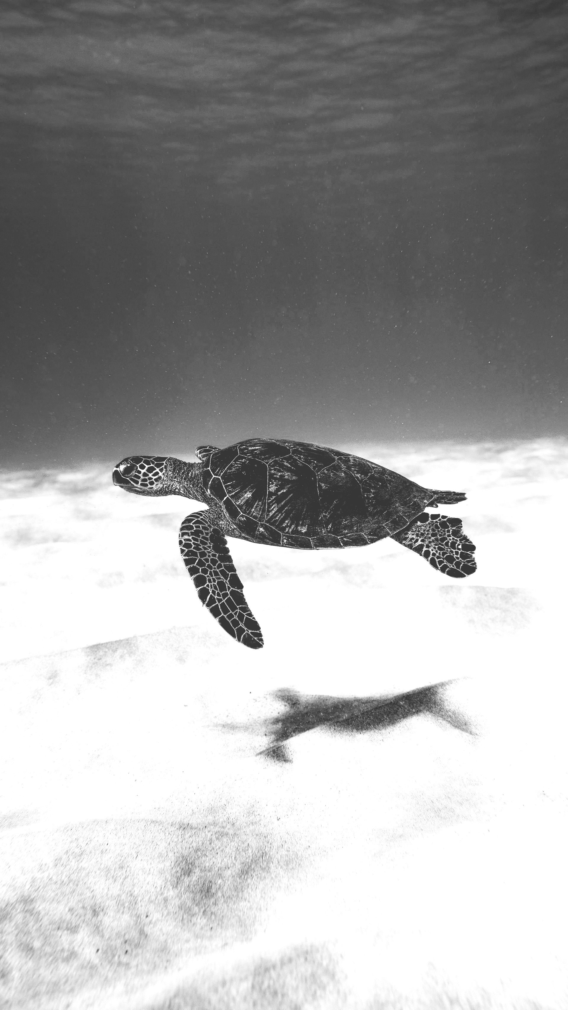 A black and white photo of a sea turtle swimming in the ocean.