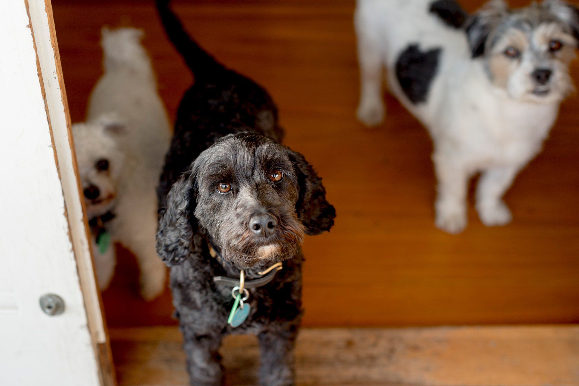 Welton House Gardens in Marlborough New Zealand