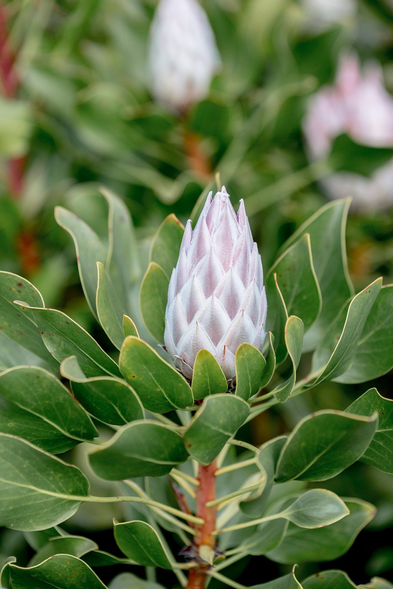 Welton House Gardens in Marlborough New Zealand
