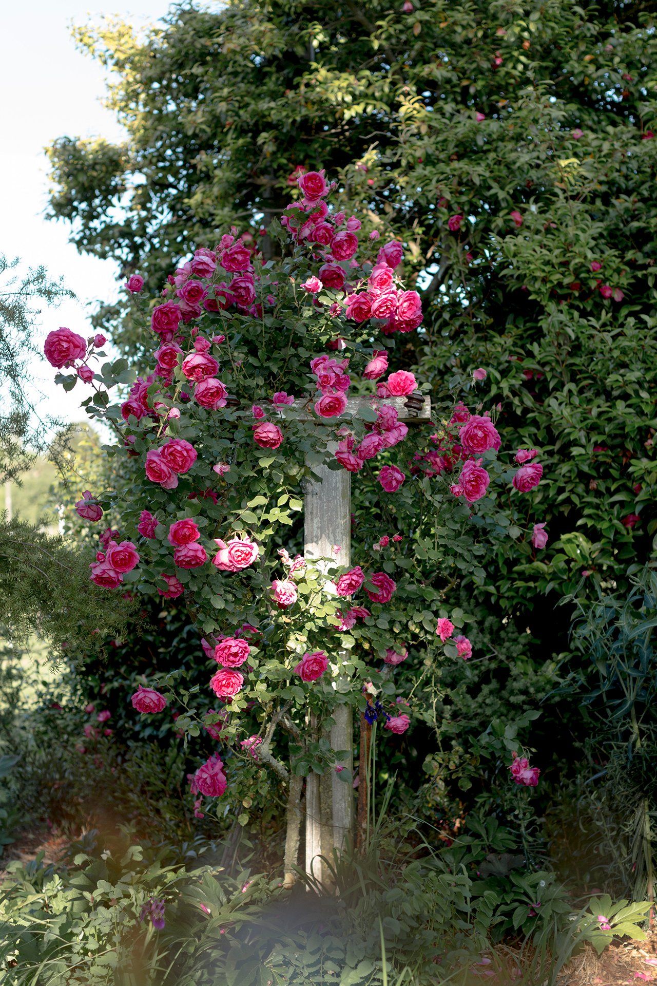 Welton House Gardens in Marlborough New Zealand