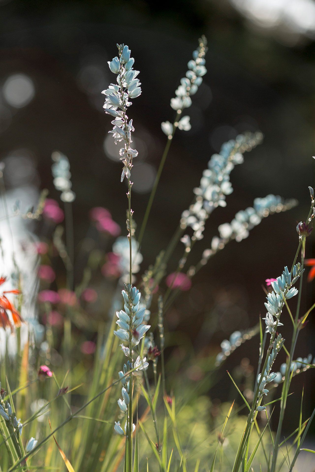 Welton House Gardens in Marlborough New Zealand