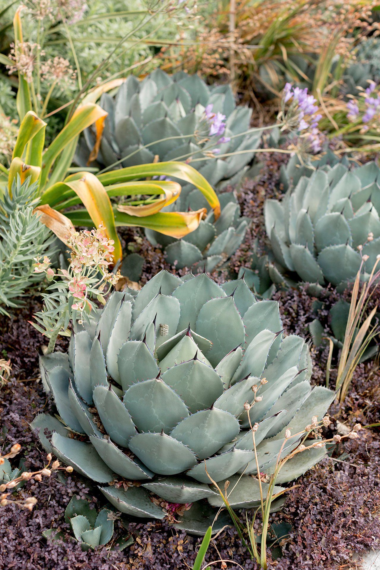 Welton House Gardens in Marlborough New Zealand