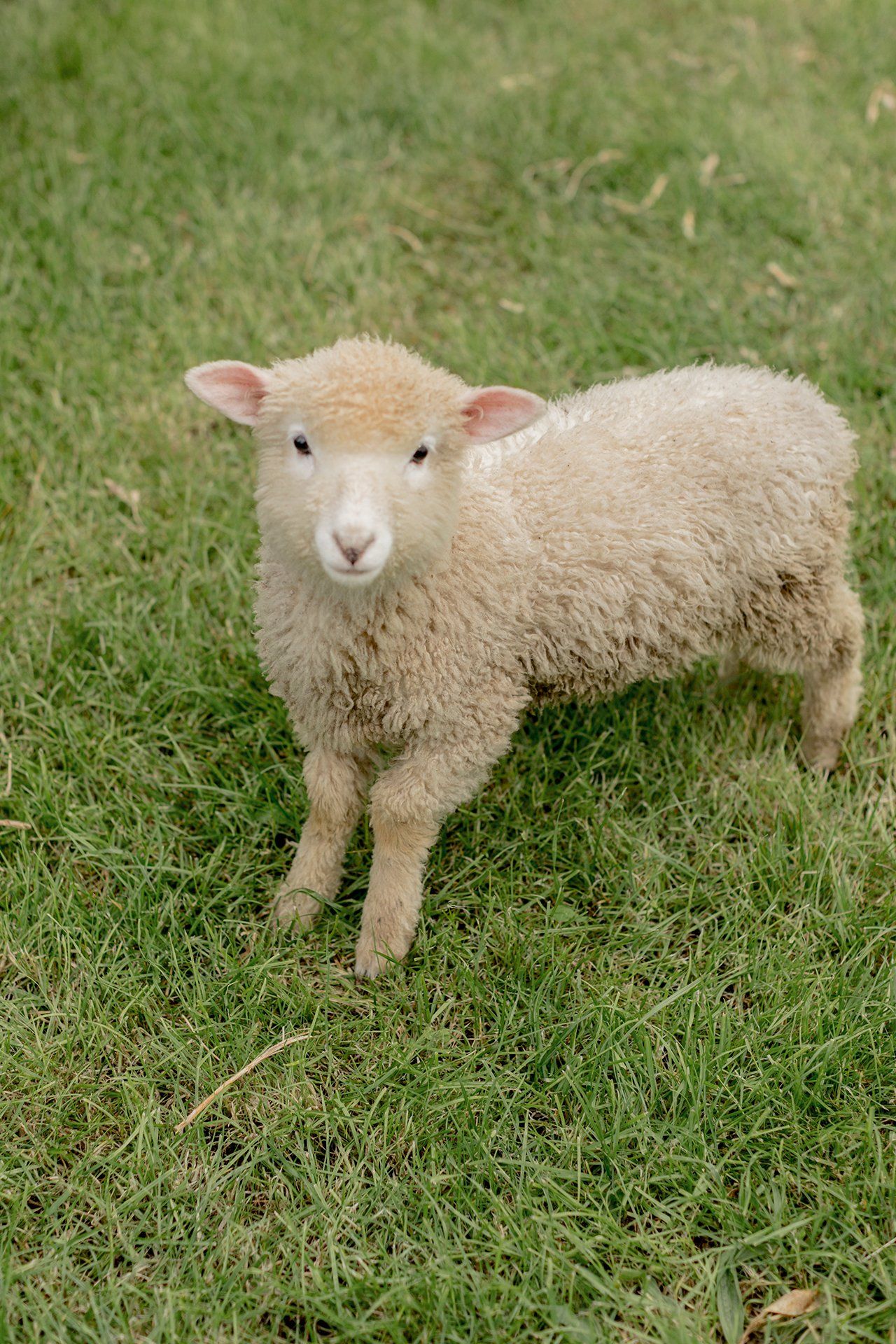 Welton House Gardens in Marlborough New Zealand