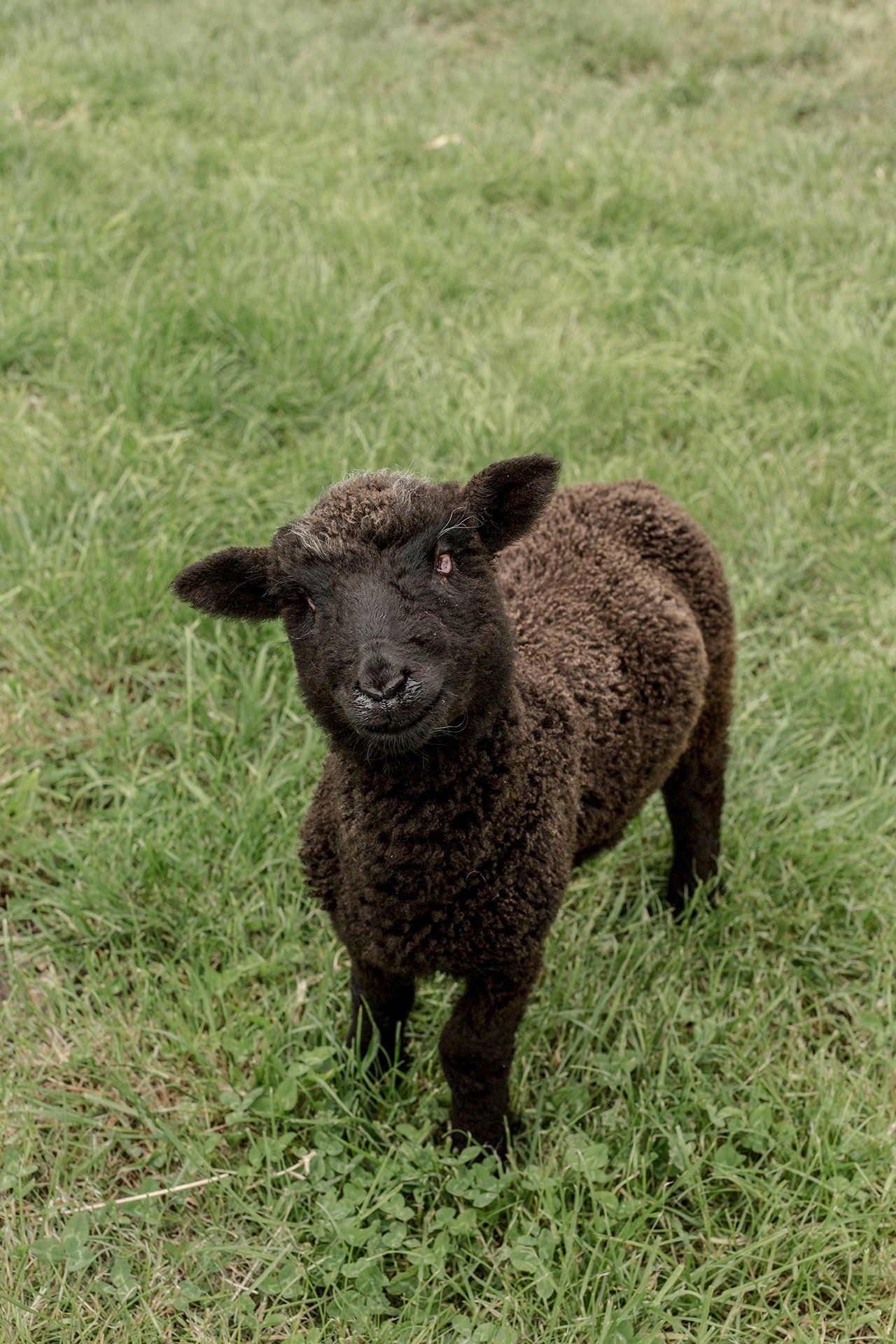 Welton House Gardens in Marlborough New Zealand