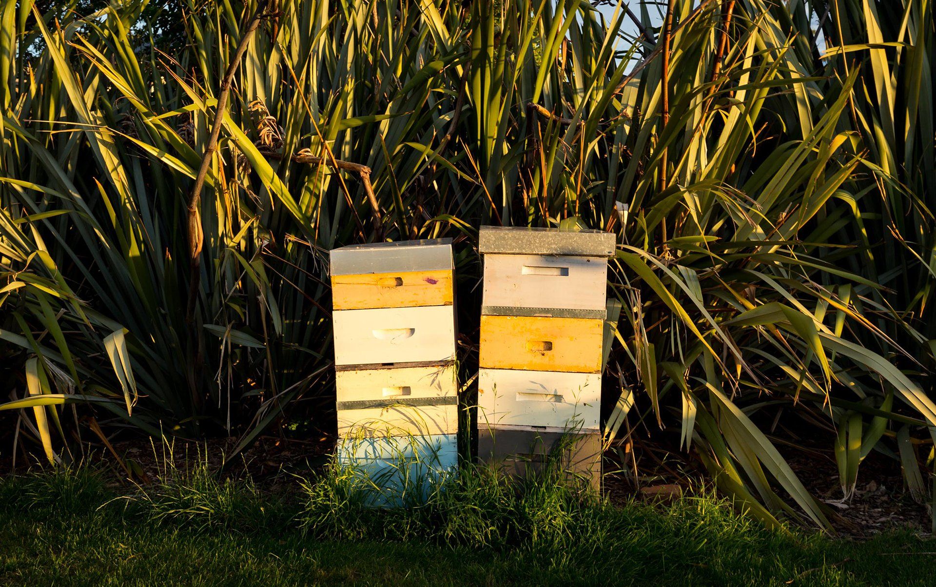 Welton House Gardens in Marlborough New Zealand