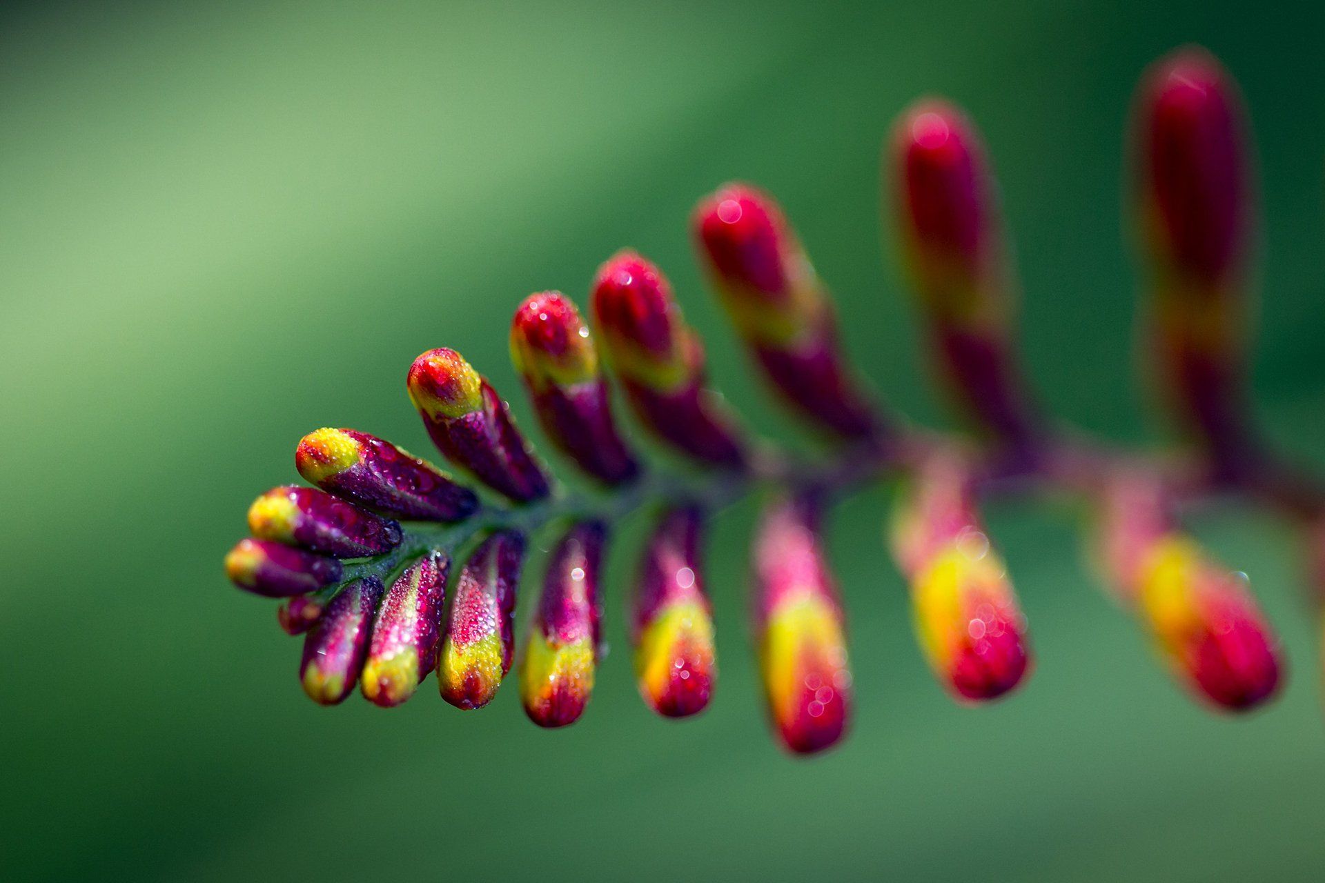 Welton House Gardens in Marlborough New Zealand