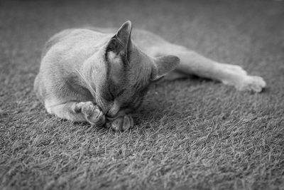 cat on carpet