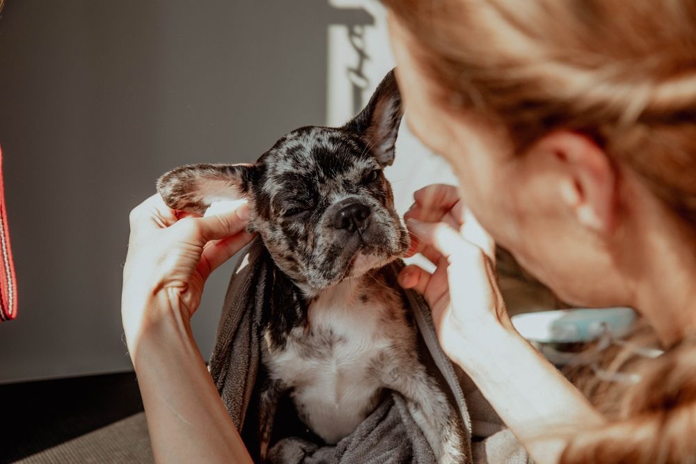Person drying a spotted French Bulldog with a towel.