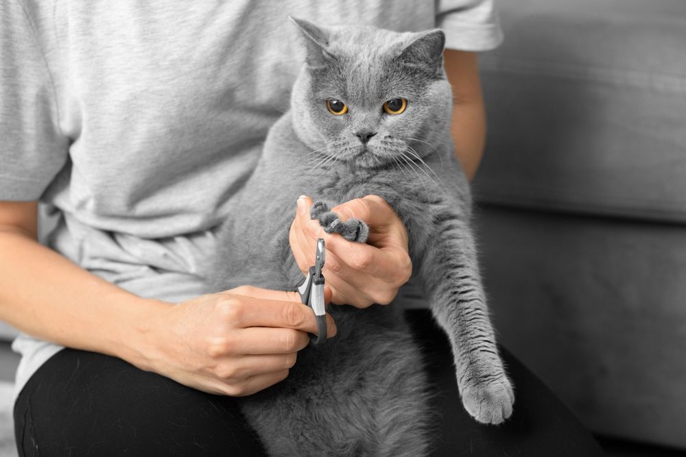 Person trimming a gray cat's claws indoors. The cat looks calm while the person holds its paw.