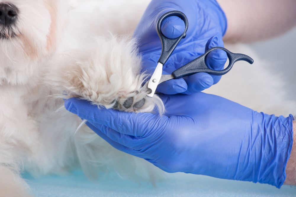 Person in blue gloves trimming a white dog's paw nails with scissors.