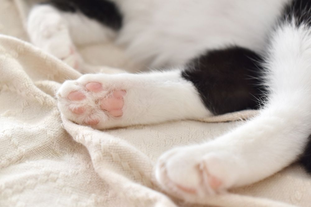 Close-up of a black and white cat's paw with pink pads resting on a beige blanket.