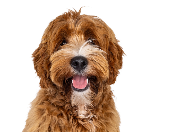 Smiling brown Goldendoodle with open mouth, against white background.