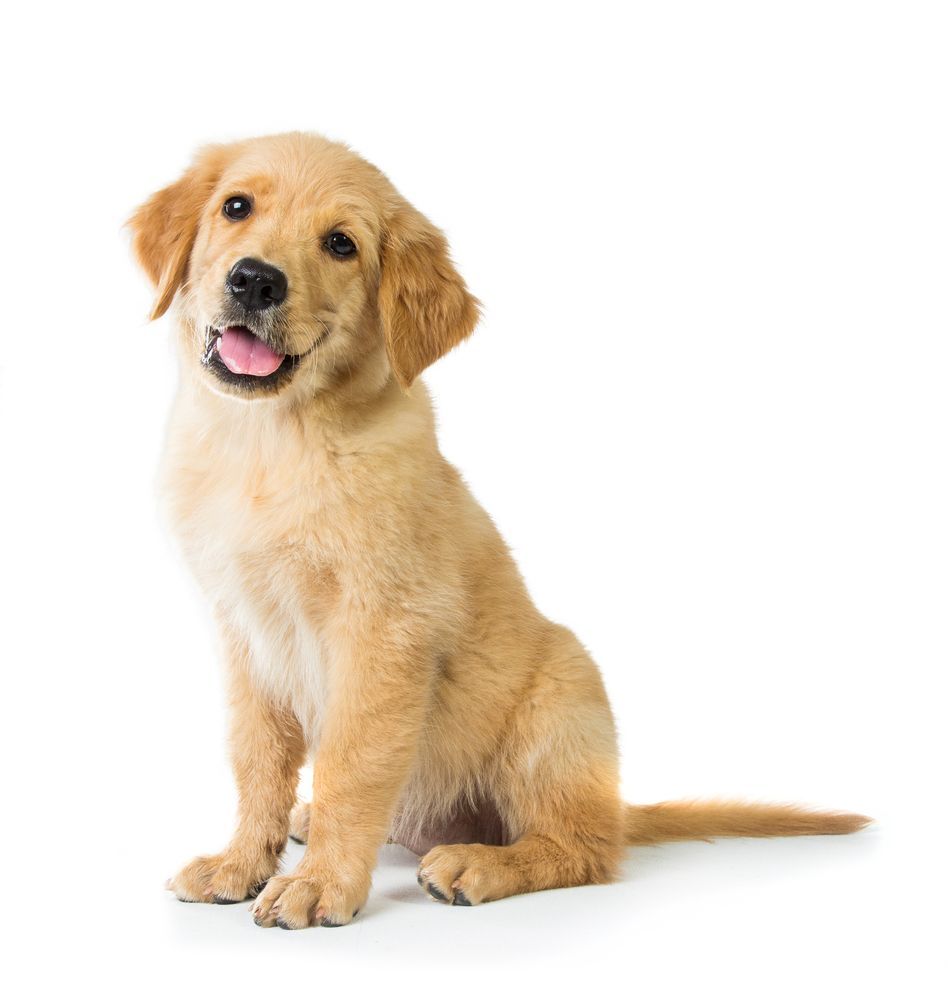 Golden retriever puppy sitting, looking at the camera, tongue out, white background.