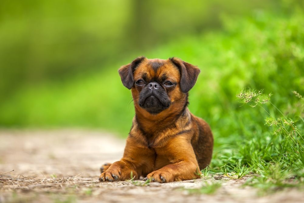 Brown Brussels Griffon dog lying on a dirt path with a serious expression, green background.