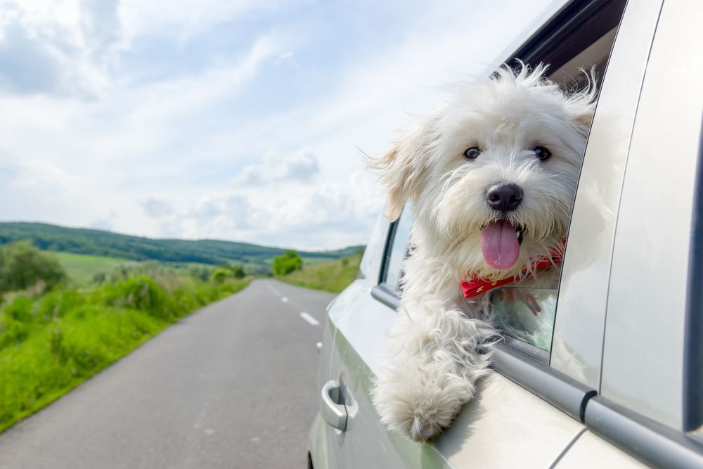 White dog with tongue out in car window on a road trip.