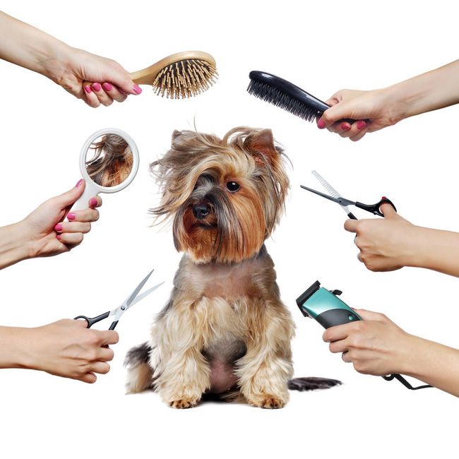 Dog being groomed with various tools and hands.